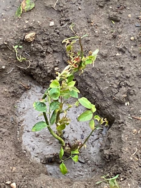 FF3E3EB7-05B3-4BED-BBBC-FF2752EFD933 - Trandafiri