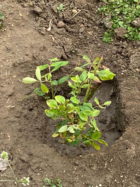 B1907D3D-49F9-4827-9E85-A9C16AC1DA04 - Trandafiri