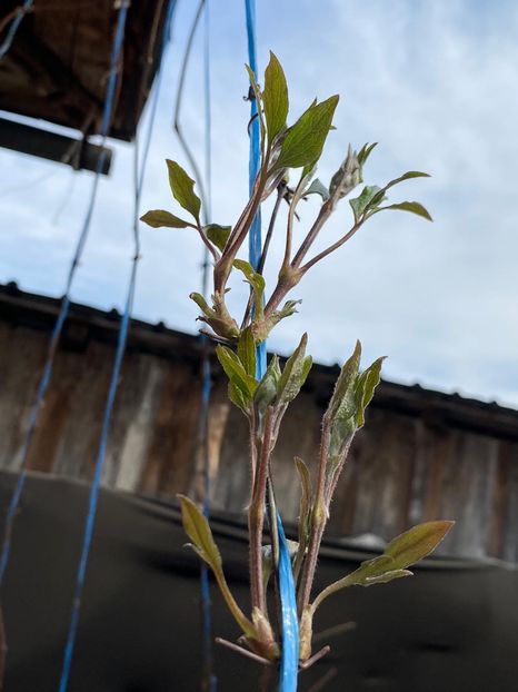 0DD516DF-B2A7-4D89-90C2-FBABCBDCF7F6 - Clematis