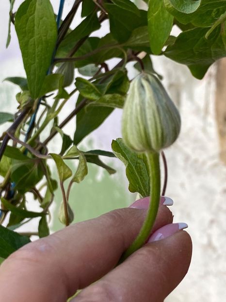 BDF7153E-8A7D-41EC-9E25-743386007419 - Clematis