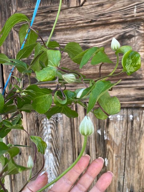647BBC5F-8714-4C35-B1C4-798EF26C8054 - Clematis