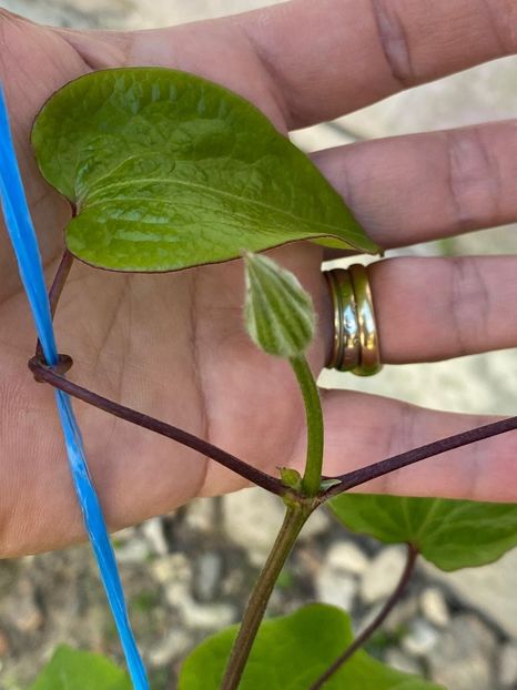 2337FCA6-3F8F-4765-9F6C-722C5CD06703 - Clematis