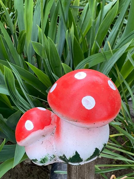 8A8E235A-9F82-42FE-9DBD-D5402C61AF1D - De prin gradina