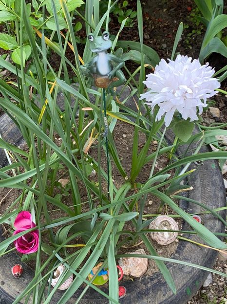 229E106F-0997-421F-8696-6E75693F6CF3 - De prin gradina