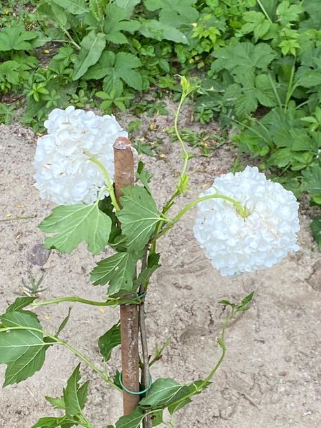 BF4DC494-4FDA-4D30-BAF2-7B61493F1F46 - Bulgare de zapada 2021