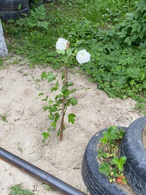 9A3DD984-4567-4338-BBC4-58ED67B5FBD0 - Bulgare de zapada 2021