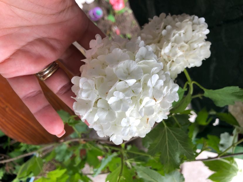 3433326F-2950-45C8-817F-F41BB5A63E1E - Bulgare de zapada 2021