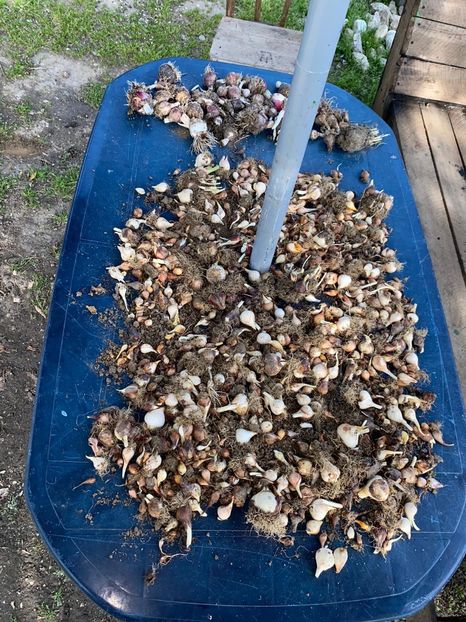 0B8A6E4C-A705-4701-BCBA-ACF24C44B326 - Lalele