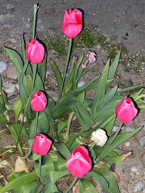 7B150848-785A-4128-9618-FEC7B9727873 - Lalele