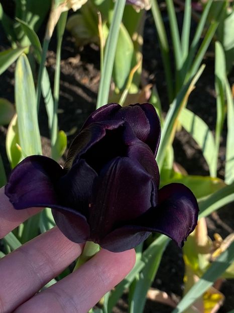 DB8676BD-A801-4C79-AA90-50AB7671C5C7 - Lalele