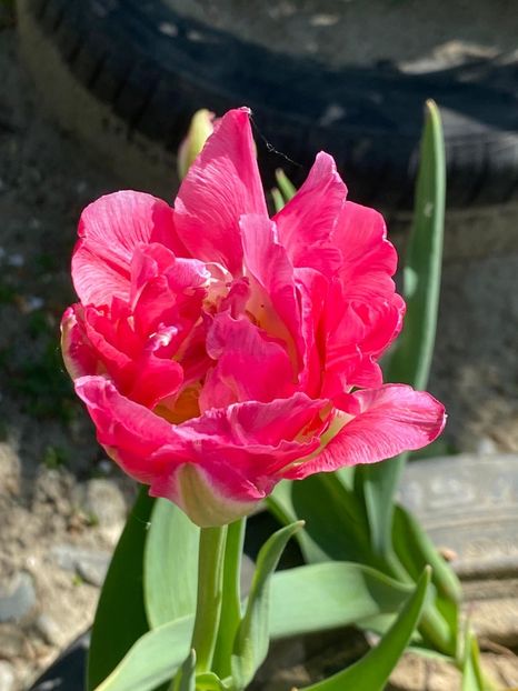 F985A70C-C485-46FB-A400-6C64CE7699AA - Lalele