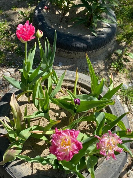 B4C9B7F9-5949-470C-81C6-D741F2377098 - Lalele