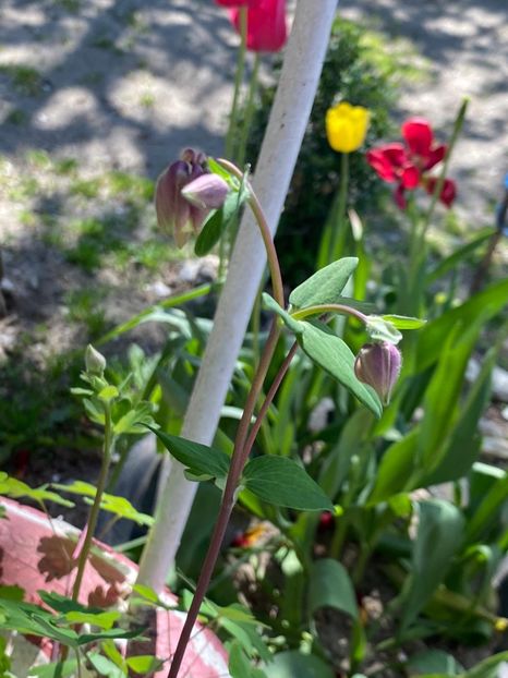 FE012498-3269-4F69-B5F8-FB2DD06FB314 - Lalele