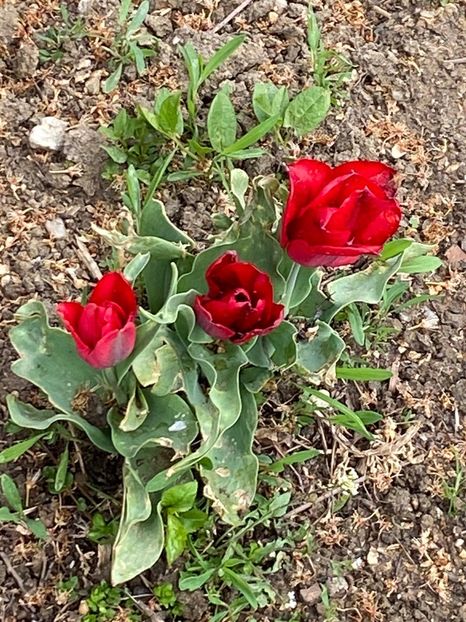 C4D57EF7-1F4A-4F33-B575-CAF6CB27D178 - Lalele