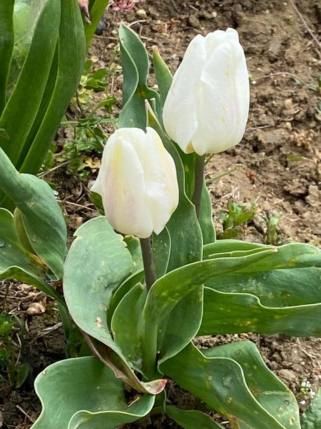 8DED81BE-1A49-4087-901D-D8F6E92ED8B2 - Lalele