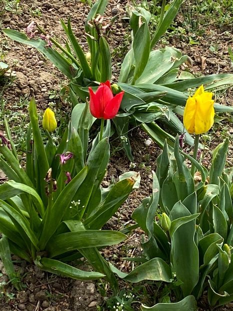 AD4B6B8C-D34E-4DCB-829E-C71EA2C63560 - Lalele