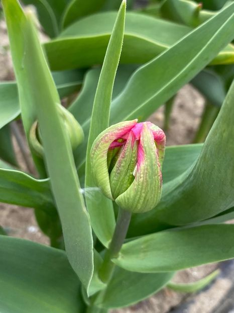 6A892793-1A9D-42C3-9C2D-114089763980 - Lalele