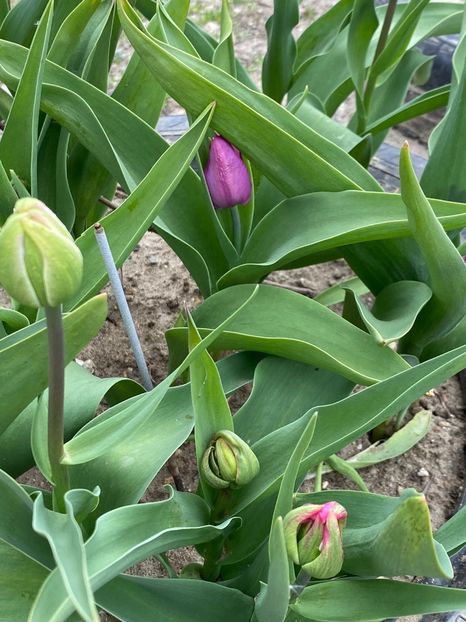 6A761D00-78C8-4CEC-BC8C-0F6CFCF3A220 - Lalele