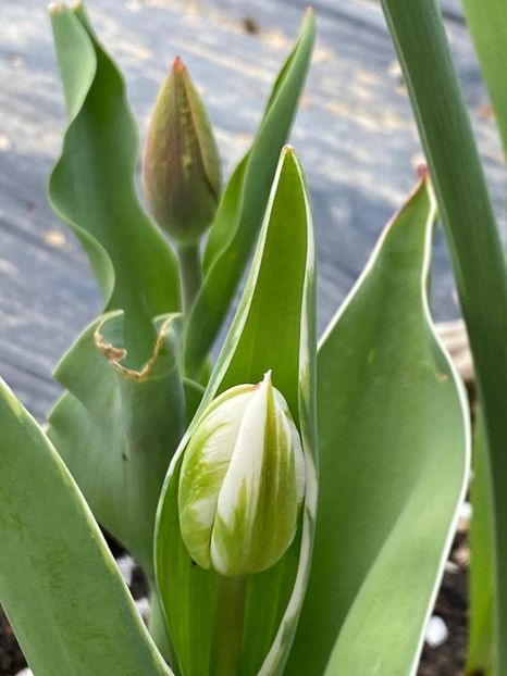 3A9EE88D-D967-443D-BF8D-63AEE5D7CE4D - Lalele