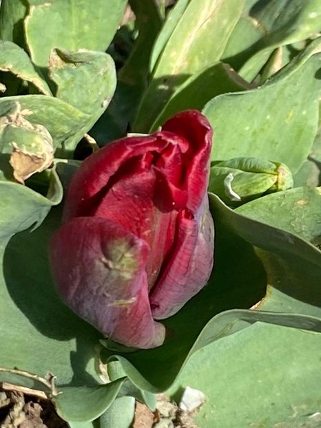 615A2D0A-66A4-446C-B893-5BBA462598F0 - Lalele