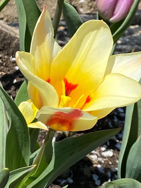 E8F073D4-A8B6-40FE-904B-B865EB9D6599 - Lalele