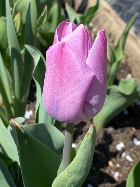 321689AA-7786-4B85-96EF-AE6E7059688F - Lalele