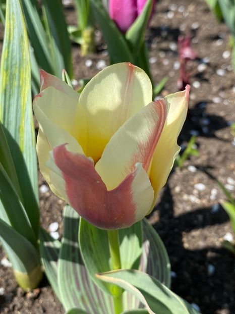 C62E09F9-4F8F-40C9-B166-60E94F9E362D - Lalele