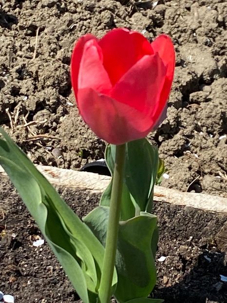 3F4B5A39-16DA-4C2D-A11A-D3E6FFA28DE5 - Lalele