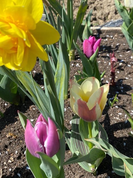 828D6988-58A7-4475-B31D-12EE7E736390 - Lalele