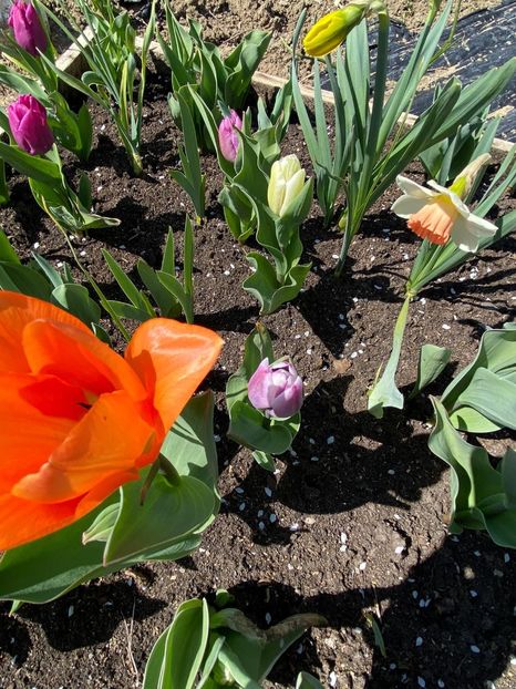 33FE94E5-FE1E-433A-BA20-502BA102BF25 - Lalele