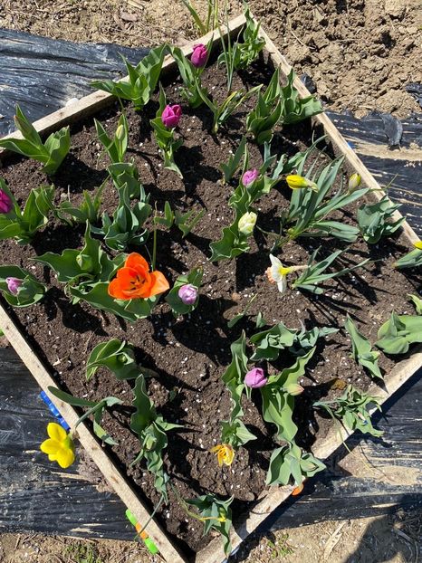 2010307B-F9D9-47A5-8942-DC257E0E6B53 - Lalele