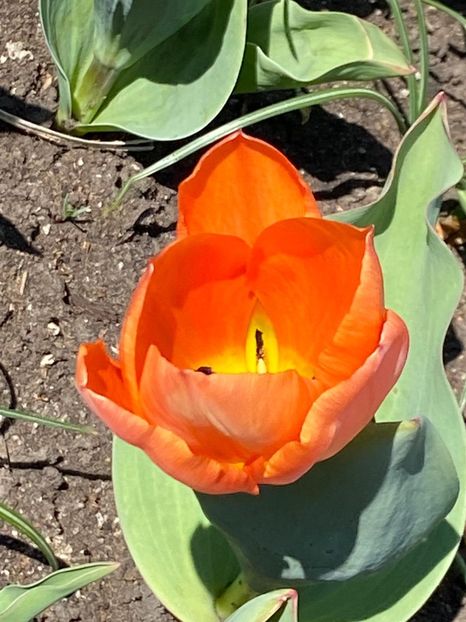 0B4470BF-70DB-4524-A3AA-B0805289DD5C - Lalele