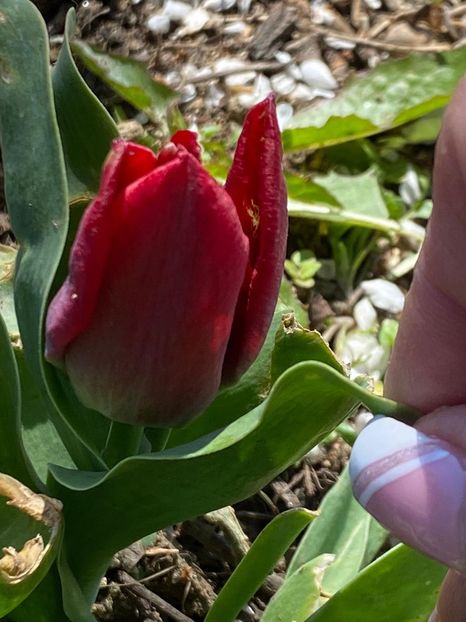 8ECADABF-C193-4B6F-AF8C-265268570158 - Lalele