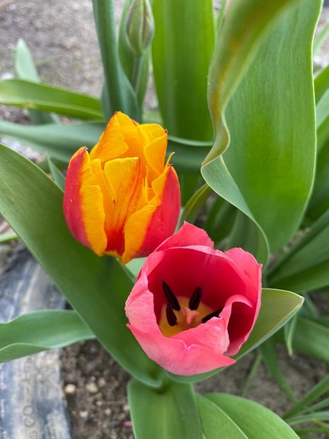 BD0335B8-DA47-4E7E-9978-1ABE7D769503 - Lalele