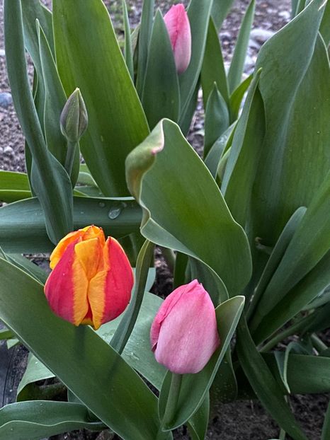 D89C561B-3430-4EF4-AE70-4FFF9BECD5BE - Lalele