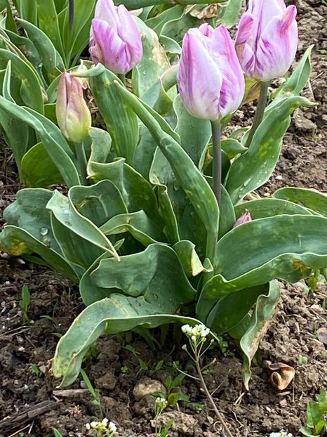 E365B22F-A598-4370-A685-5D9636264EA8 - Lalele