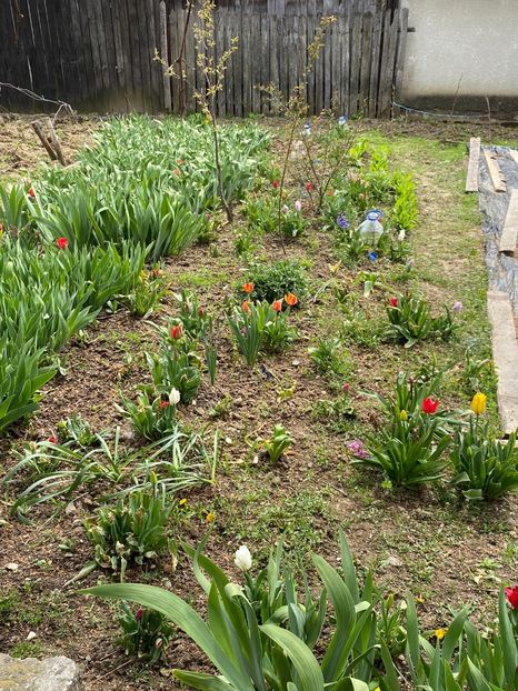 9FE9450F-93FA-4351-B990-B956D6DF7072 - Lalele