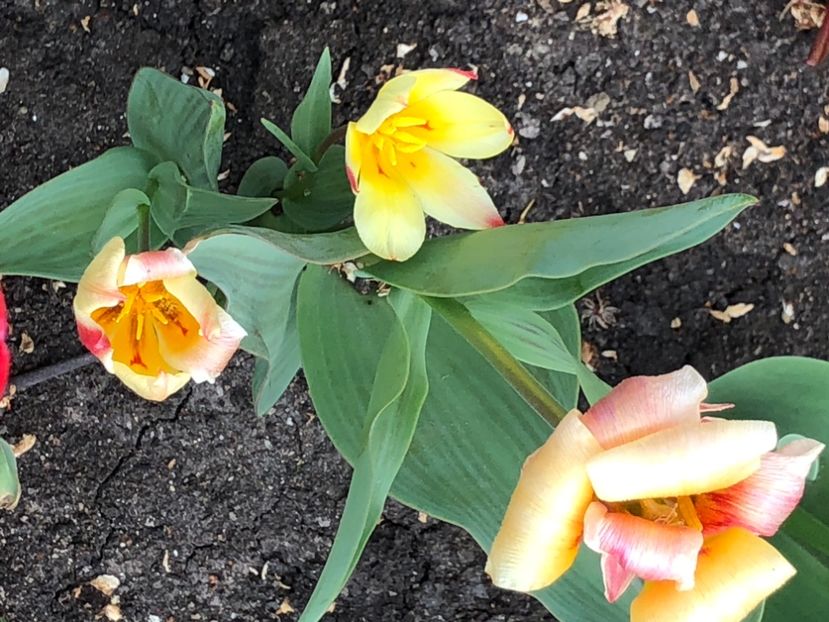 06520EC7-A7D3-48BF-BDAD-5B7DC7648C18 - Lalele