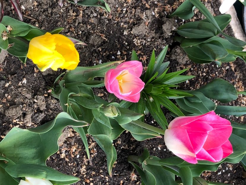 00F2972F-3F25-4D08-A235-4D195E1F35B7 - Lalele