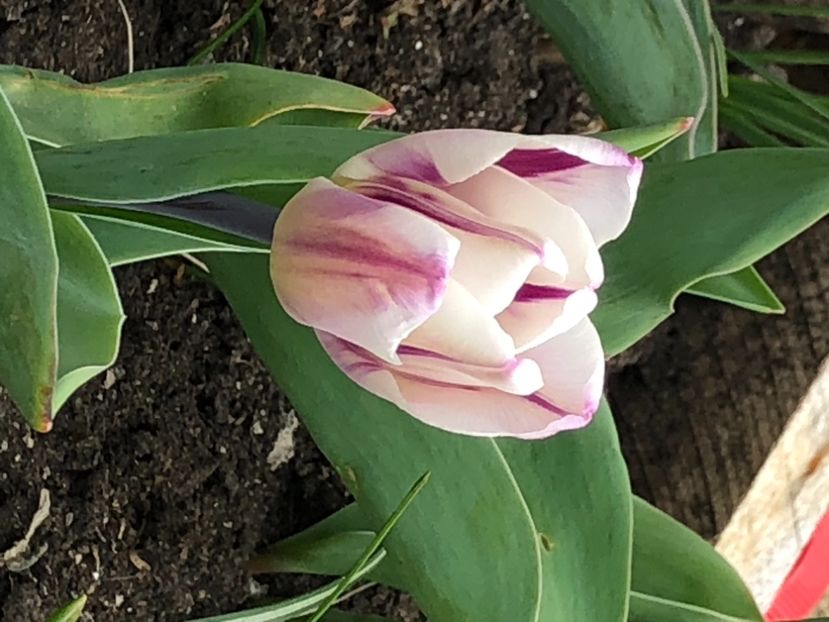 045A4973-65E4-4B43-A672-FA8C92393533 - Lalele