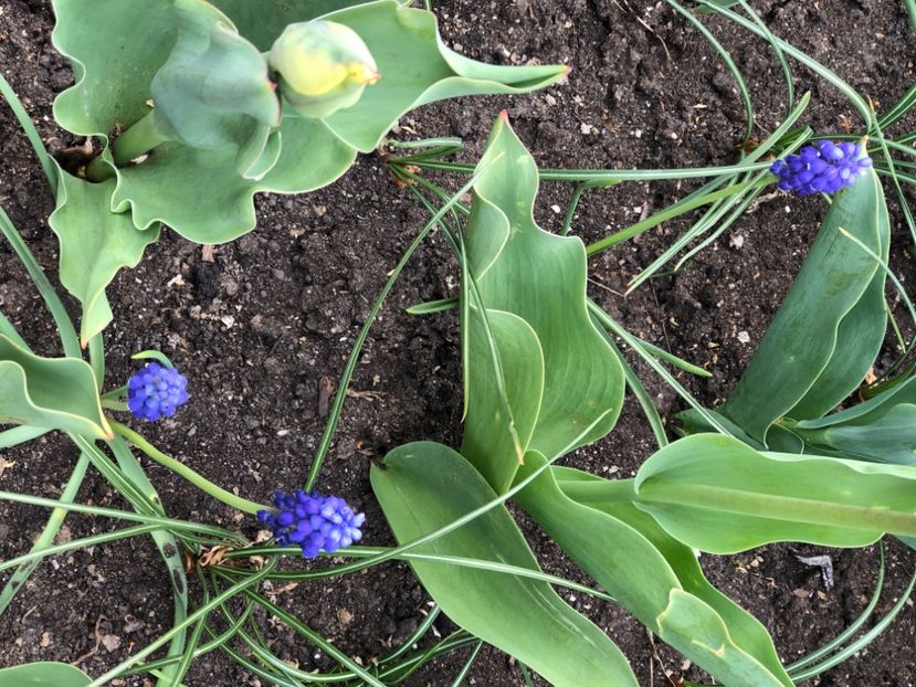 22182838-C121-42BC-A69C-110829FDB9CE - Lalele