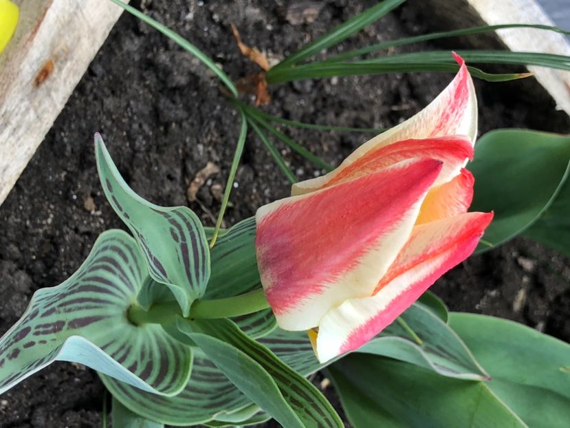 9BC6FF8F-E4AF-4F39-BC8D-FCD3D74AAD7E - Lalele