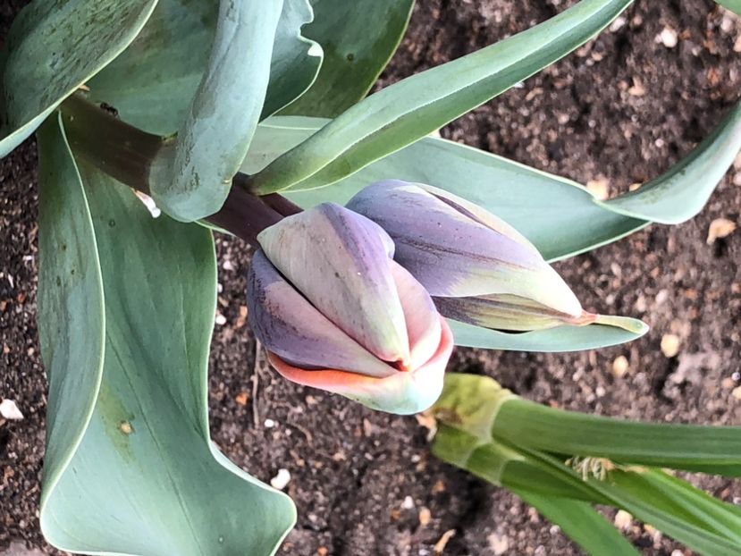 081A0544-AD01-4FC1-B849-FCE1CFF3CFE3 - Lalele