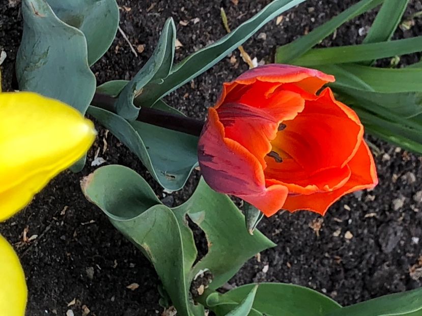 5087C76F-C613-4E52-B3B3-1771C6C71CC4 - Lalele