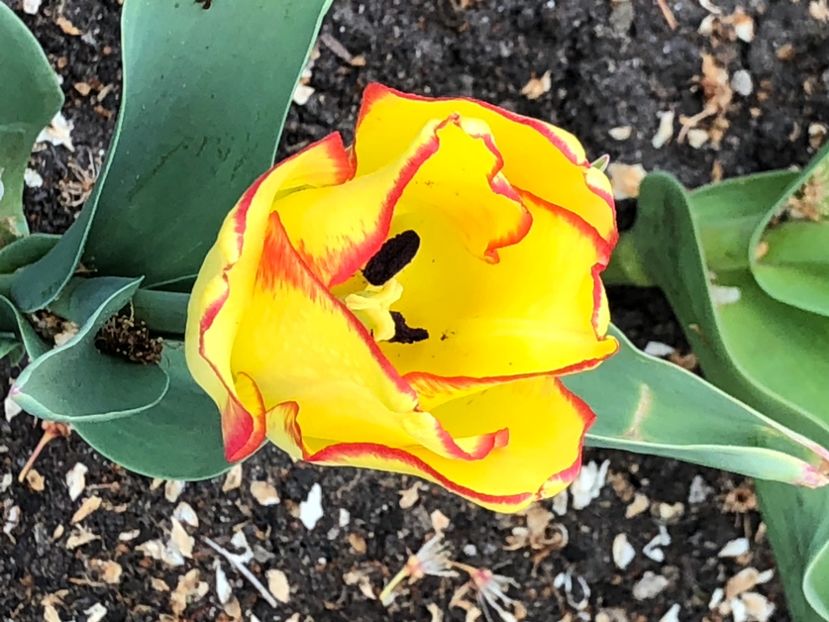 4535FC25-5C34-4AD6-B61A-AC38A4673320 - Lalele