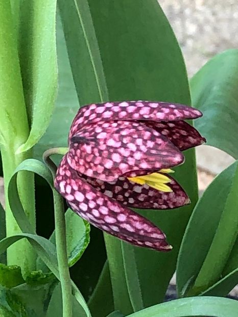 A77B78EF-5A03-438C-AC56-233929179B3F - Lalele