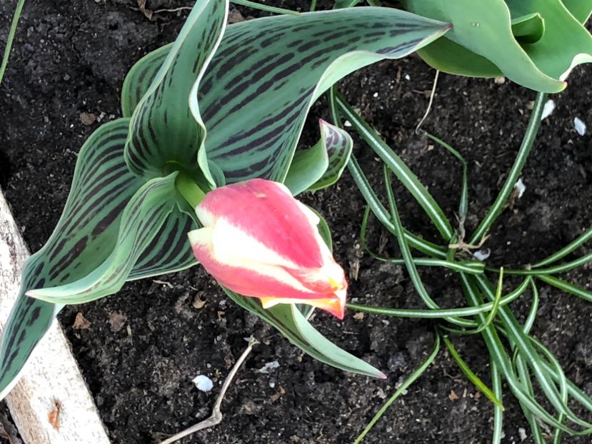 A2178506-F53F-47B5-B66F-64B70BD3DC8D - Lalele