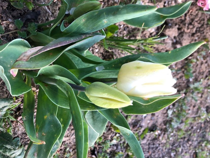 8DB7279D-2781-441E-ADB8-23C59E5C5307 - Lalele