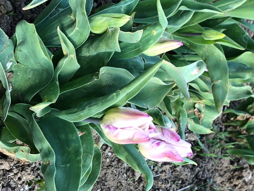 2E1B9700-37E8-4583-BD84-6ADD38D7DF38 - Lalele