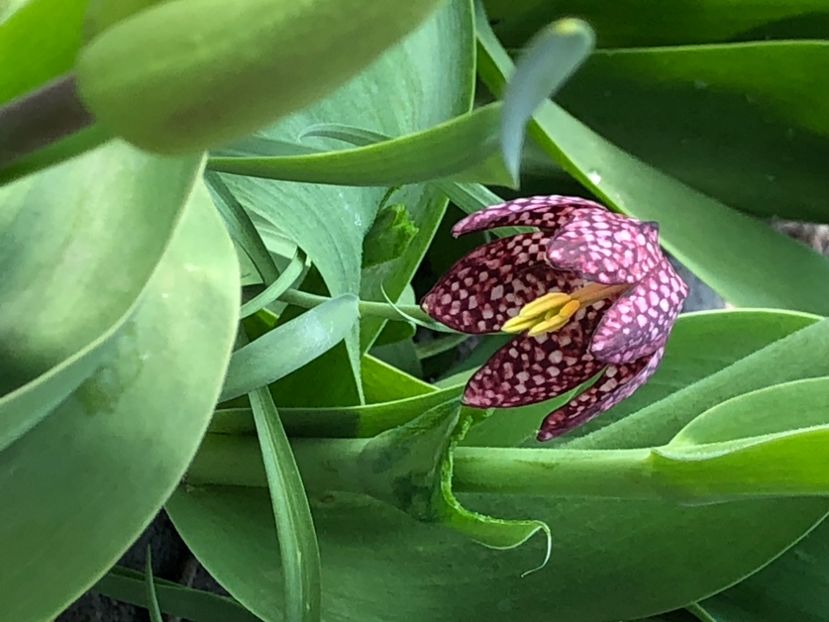 EC0AB301-6151-4DDD-BDBE-C33ED3364B44 - Lalele